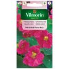kapucinka vacsia whirly bird cherry rose vilmorin 467
