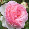 RUŽA POPÍNAVÁ EDEN ROSE (Kvetináč 5 litrov)