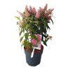 BUDLEJA BUTTERFLY CANDY LITTLE PINK (Kvetináč 2 litre)