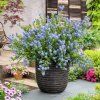 CEANOTHUS VICTORIA (Kvetináč 3 litre, Výška 25 cm)