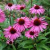 ECHINACEA RUBINSTERN (Kvetináč 1 liter, Výška 10 cm)