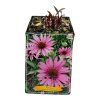 ECHINACEA RUBINSTERN (Kvetináč 1 liter, Výška 10 cm)