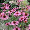 ECHINACEA RUBINSTERN (Kvetináč 1 liter, Výška 10 cm)