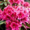 RODODENDRÓN NOVA ZEMBLA (Kvetináč 5 litrov, Výška 40 cm)