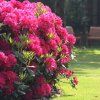 RODODENDRÓN NOVA ZEMBLA (Kvetináč 5 litrov, Výška 40 cm)