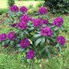 rododendron marcel menard cover
