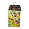 ECHINACEA SPIDER MIX (Kvetináč 1 liter, Výška 10 cm)