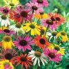 ECHINACEA SPIDER MIX (Kvetináč 1 liter, Výška 10 cm)