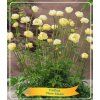 trollius new moon real