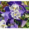 ORLÍĆEK BELASÝ SPRING MAGIC BLUE AND WHITE (Kvetináč 1 liter)