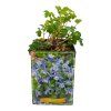 ORLÍĆEK BELASÝ SPRING MAGIC BLUE AND WHITE (Kvetináč 1 liter)