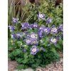 ORLÍĆEK BELASÝ SPRING MAGIC BLUE AND WHITE (Kvetináč 1 liter)