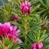 rhododendron grazeasy dark pink 1