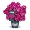 rhododendron grazeasy dark pink 4