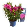 rhododendron grazeasy dark pink real