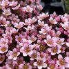 LOMIKAMEŇ ARENDSOV PIXIE PINK (Kvetináč 1 liter, Výška 10 cm)