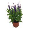 ŠALVIA HÁJNA SENSATION DEEP BLUE (Kvetináč 2 litre)