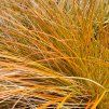 OSTRICA PRAIRIE FIRE (Kvetináč 2 litre)