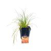 OSTRICA PRAIRIE FIRE (Kvetináč 2 litre)