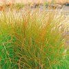 OSTRICA PRAIRIE FIRE (Kvetináč 2 litre)