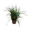 OSTRICA IRISH GREEN (Kvetináč 2 litre)