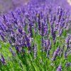 LEVANDUĽA LEKÁRSKA ESSENCE PURPLE (Kvetináč 5 litrov)