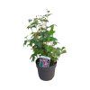 VETERNICA SPLENDENS (Kvetináč 2 litre)
