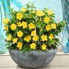 MANDEVILLA OPALE CITRINE (Kvetináč 2 litre, Výška 50 cm)