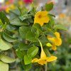 MANDEVILLA OPALE CITRINE (Kvetináč 2 litre, Výška 50 cm)