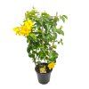 MANDEVILLA OPALE CITRINE (Kvetináč 2 litre, Výška 50 cm)