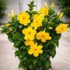 MANDEVILLA OPALE CITRINE (Kvetináč 2 litre, Výška 50 cm)