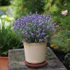 levandula thumbalina cover