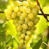 stolove hrozno kralovna vinosadu cover