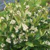 aronia hugin detail
