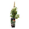 aronia hugin real