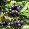 aronia hugin cover