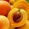 marhula early orange podpnik Rakoniewicka detail