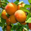 marhula early orange podpnik Rakoniewicka cover