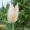 KORTADERIA MINI PAMPAS (Kvetináč 2 litre)