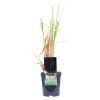 KORTADERIA MINI PAMPAS (Kvetináč 2 litre)