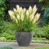 KORTADERIA MINI PAMPAS (Kvetináč 2 litre)