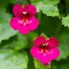 LOFOS COMPACT PINK (Kvetináč 3 litre, Výška 60 cm)