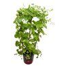 LOFOS COMPACT PINK (Kvetináč 3 litre, Výška 60 cm)