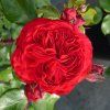 RUŽA RED LEONARDO DA VINCI (Kvetináč 5 litrov)