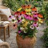 echinacea summer mix cover