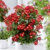ruza everglow ruby 1