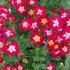 ruza everglow ruby detail2