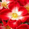 ruza everglow ruby detail