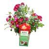 ruza everglow ruby real