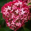 hortenzia stromcekovita ruby annabelle detail2